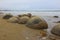 Moeraki Boulders in Koekohe Beach on the wave-cut Otago coast of New Zealand