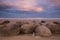 Moeraki Boulders at sunset, New Zealand