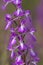 Moerasorchis, Bog orchid, Orchis palustris