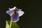 Moerasviooltje, Marsh Violet, Viola palustris