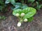 Mogra/ bela/jasmine flower buds fresh plant in the garden
