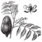 Mohagany or Meliaceae. Melia azedarach illustration