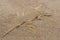 A mohave fringe toed lizard in front of its burrow at the Kelso Dunes in the Mojave National Preserve