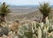 Mohave National Preserve, vast desert landscape