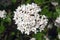 Mohawk viburnum flowers.