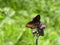 Mohr falter butterfly blossom of a thistle