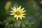 Mohr’s rosinweed, Silphium mohrii, sulphur yellow flower