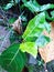 Moist Leaf of Ficus Septica in Tawangmangu, Central Java