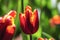 Moist multi color tulip