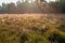 Moist spider webs between the grass and the flowering heath