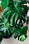 Moisturized Monstera green leaves or Monstera Deliciosa. Philodendron monstera textures