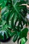 Moisturized Monstera green leaves or Monstera Deliciosa. Philodendron monstera textures