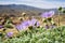 Mojave aster Xylorhiza tortifolia wild flowers blooming in Joshua Tree National Park, California