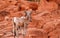 Mojave Desert Big Horn Sheep Ram