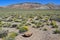 Mojave desert California in springtime, blooming flowers and vegetation