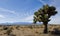 A Mojave Desert Joshua Tree