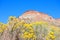 Mojave desert landscape