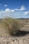 Mojave Desert Landscape, Nevada