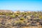 Mojave Desert Regenerating Post Drought