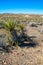 Mojave Desert Regenerating Post Drought