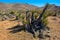 Mojave Desert Regenerating Post Drought