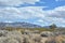 Mojave desert scenic landscape with Joshua tree