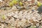 Mojave Desert Sidewinder Rattlesnake