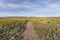 Mojave Desert Spring Wildflowers near Amboy Crater