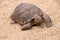 Mojave desert tortoise