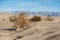 Mojave Desert Tumbleweed