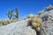 Mojave dessert plants - cactus in rock and Joshua tree in the background over blue sky