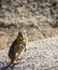 Mojave Ground Squirrel Xerospermophylis Mohavensis