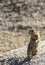 Mojave Ground Squirrel Xerospermophylis Mohavensis