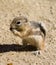 Mojave Ground Squirrel Xerospermophylis Mohavensis
