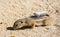 Mojave Ground Squirrel Xerospermophylis Mohavensis