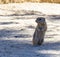 Mojave Ground Squirrel Xerospermophylis Mohavensis