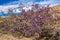 Mojave Indigo Bush