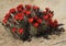 Mojave kingcup cactus in Bloom at Joshua Tree National Park