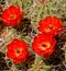 Mojave Mound Cactus Blooming
