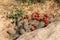 Mojave Mound Cactus blooming, Joshua Tree National Park, California