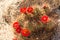 Mojave Mound Cactus blooming, Joshua Tree National Park, California