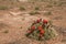 Mojave Mound Cactus Echinocereus triglochidiatus In High Desert