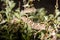 Mojave Rattlesnake in Arizona Desert