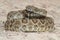 Mojave Rattlesnake - Crotalus scutulatus