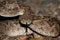 Mojave Rattlesnake - Crotalus scutulatus