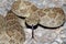 Mojave Rattlesnake Crotalus scutulatus