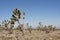 Mojave Woestijn, Mojave Desert