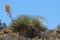 Mojave Yucca