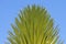 Mojave yucca