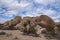 Mojave Yucca cacti and boulders in Joshua Tree National Park, CA, USA